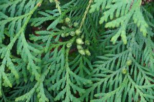 How to Grow and Care for Juniper Shrubs