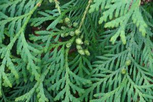 A close up horizontal image of the foliage of a juniper shrub pictured on a soft focus background.