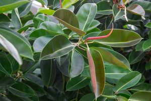 A close up horizontal image of the foliage of Ficus elastica aka rubber tree plant.