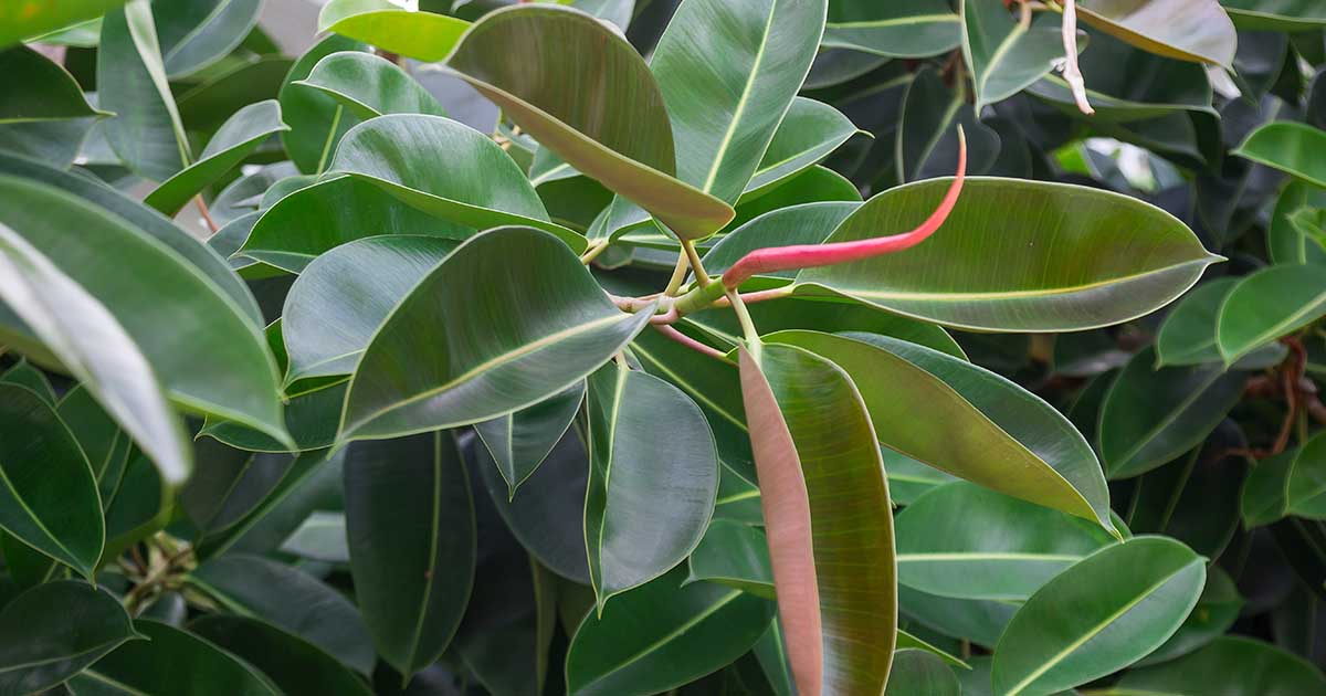 How To Grow Rubber Tree FB 