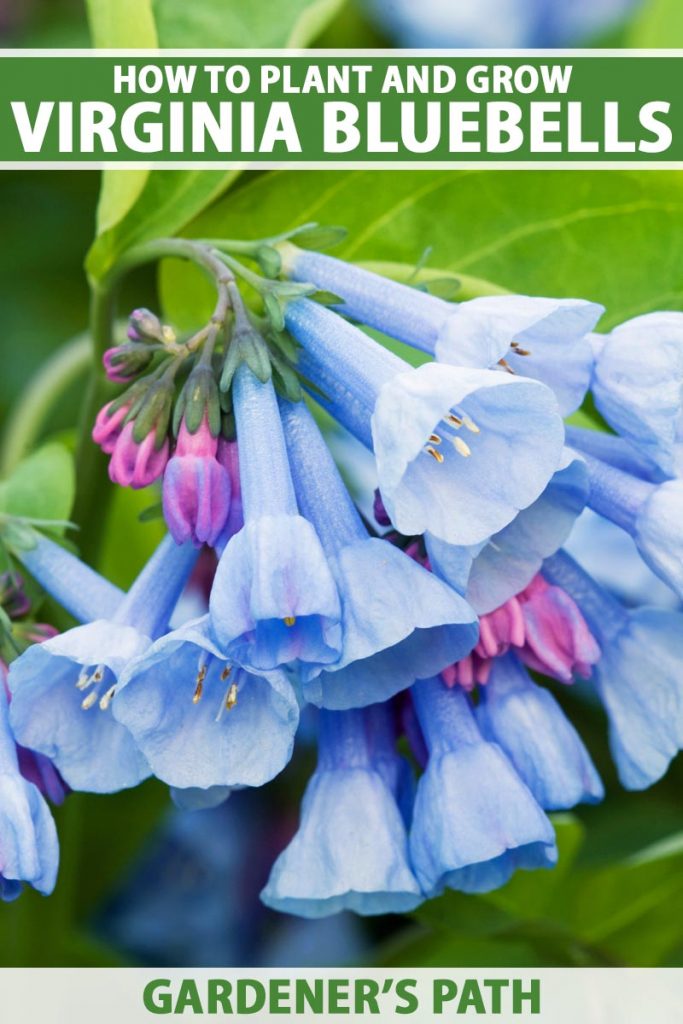A close up vertical image of bright blue flowers with pink buds of Mertensia virginica growing in the garden pictured on a soft focus background. To the top and bottom of the frame is green and white printed text.
