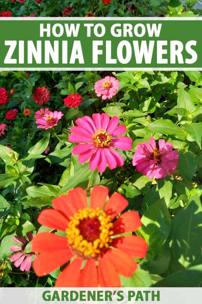 A vertical image of colorful zinnia flowers growing in the summer garden. To the top and bottom of the frame is green and white printed text.