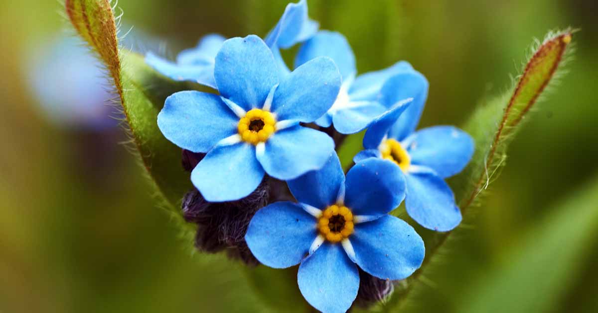 How-to-Grow-and-Care-For-Forget-Me-Not-Flowers-FB.jpg