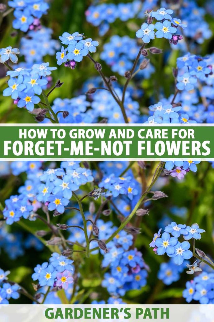A close up vertical image of blue clusters of forget-me-not flowers growing in the garden pictured on a soft focus background. To the center and bottom of the frame is green and white printed text.