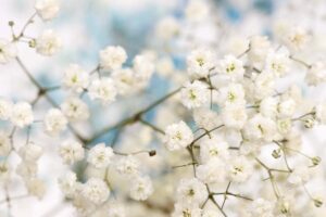 A close up horizontal image of white flowers growing in the garden pictured on a soft focus background.