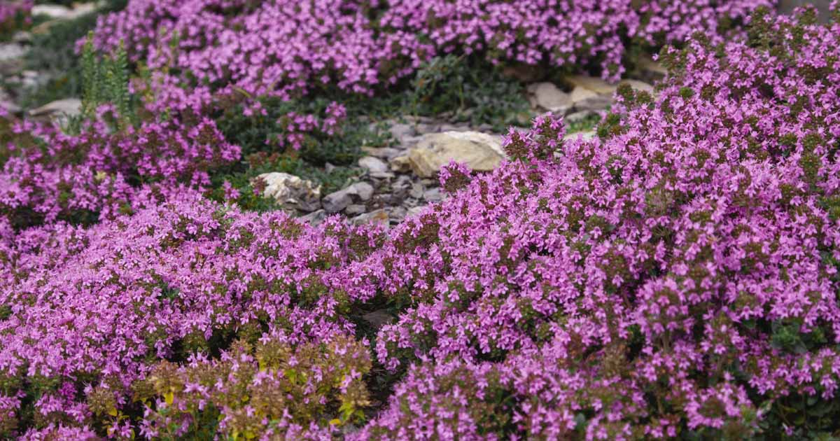 To Grow Creeping Thyme Thymus Prae, Thyme Ground Cover Seeds