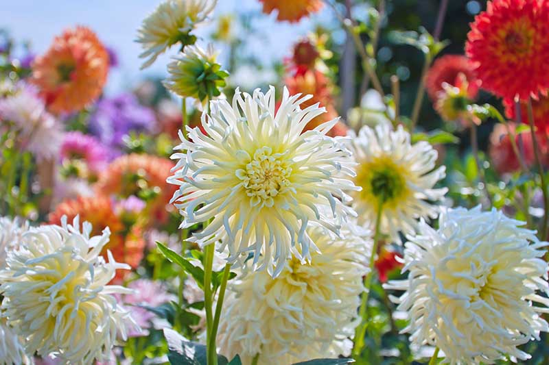 A close up horizontal image of a garden filled with late summer blooming dahlias in a variety of different shapes and colors.
