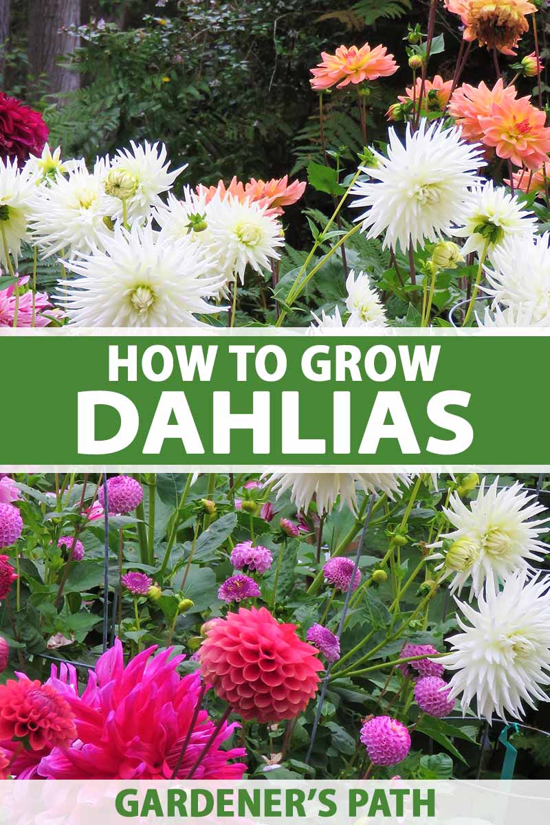 What to Do With Dahlia Tubers in Spring: A Complete Gardener's Guide