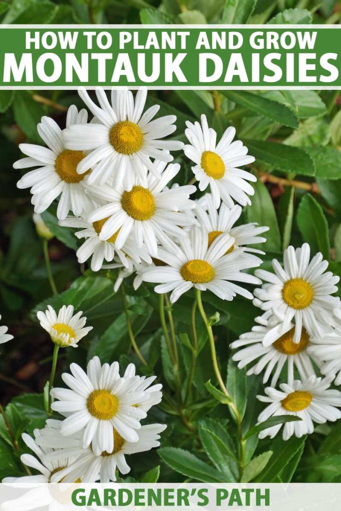 A close up vertical image of the pretty white flowers with yellow centers of Montauk daisies with foliage in soft focus in the background. To the top and bottom of the frame is green and white printed text.