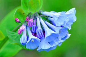 A close up horizontal image of the bright blue flowers with delicate pink buds of Mertensia virginica pictured on a green soft focus background.