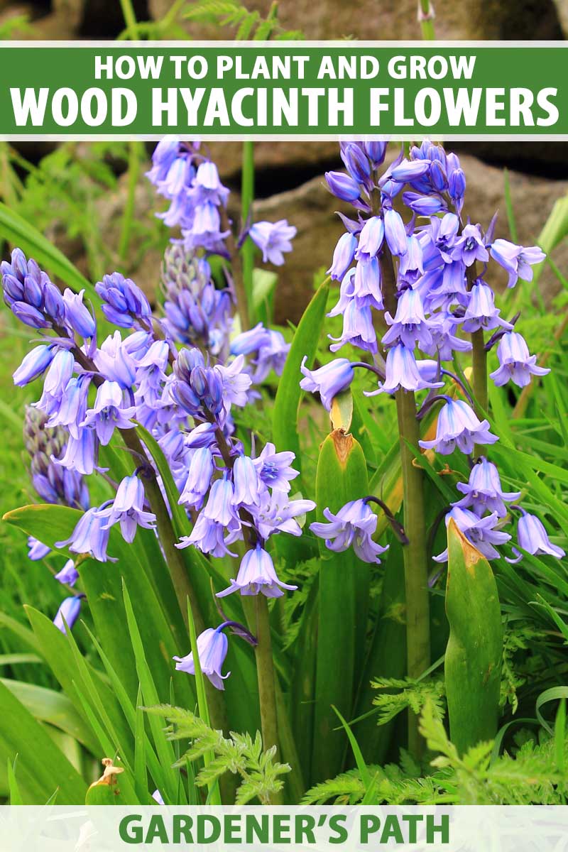 Hyacinthoides Non Scripta by Woodland bulbs® 50 x English Bluebells Bulbs Top Quality Freshly Lifted to Order Premium Spring Flowering Garden Bulbs Plant with Snowdrops Free UK P&P