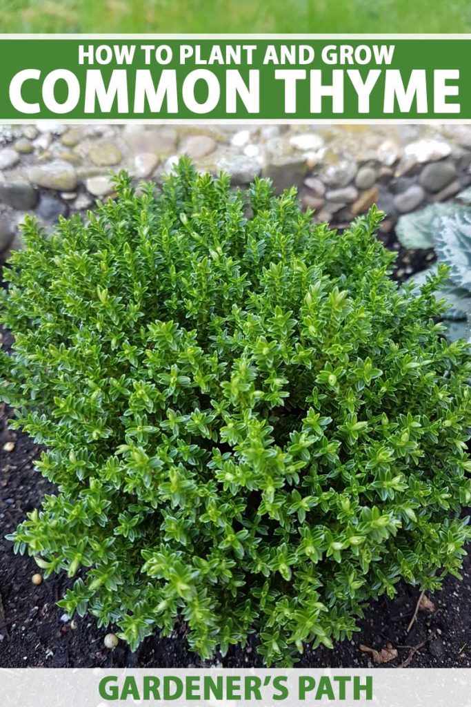 A close up vertical image of a small, compact thyme plant (Thymus vulgaris) growing in a garden border. To the top and bottom of the frame is green and white printed text.