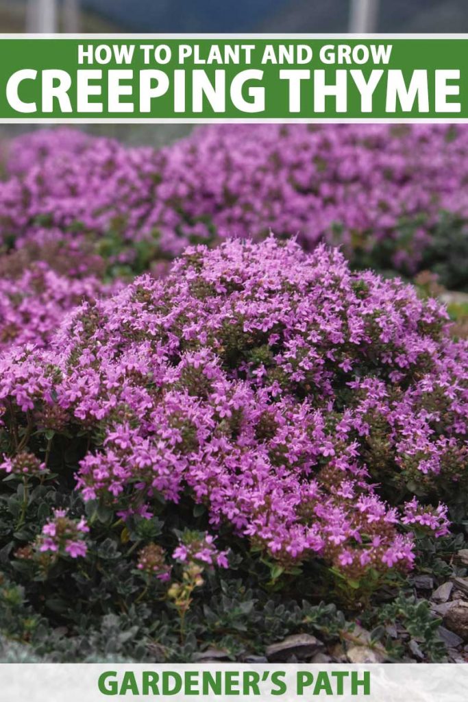 A close up vertical image of the bright pink flowers of creeping thyme growing as a ground cover. To the top and bottom of the frame is green and white printed text.