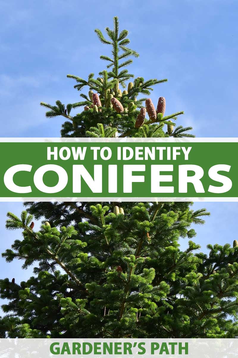 The Best Pine, Fir, and Spruce Identification Guide | Gardener's Path