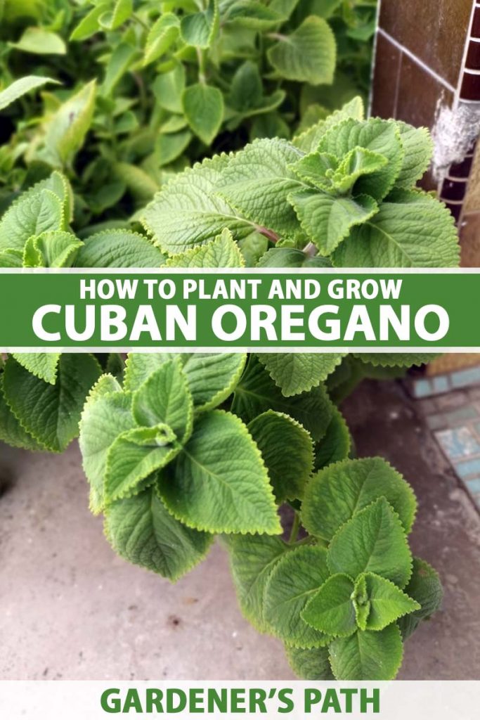 Glorious Kompatibel med dommer How to Grow and Care for Cuban Oregano | Gardener's Path