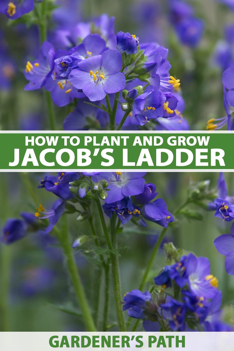 A close up vertical image of the bright blue flowers of Jacob's Ladder growing in the garden pictured on a soft focus background. To the center and bottom of the frame is green and white printed text.