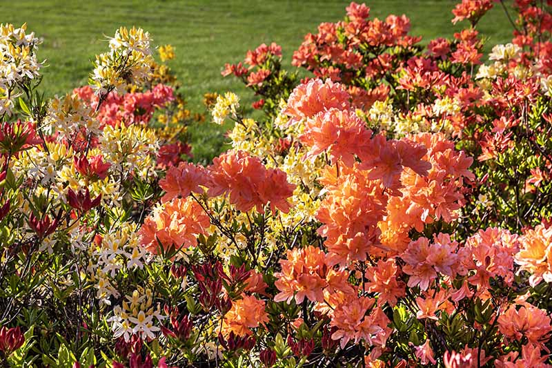 A close up horizontal image of azaleas blooming in the garden in a mixed planting with lawn in soft focus in the background.