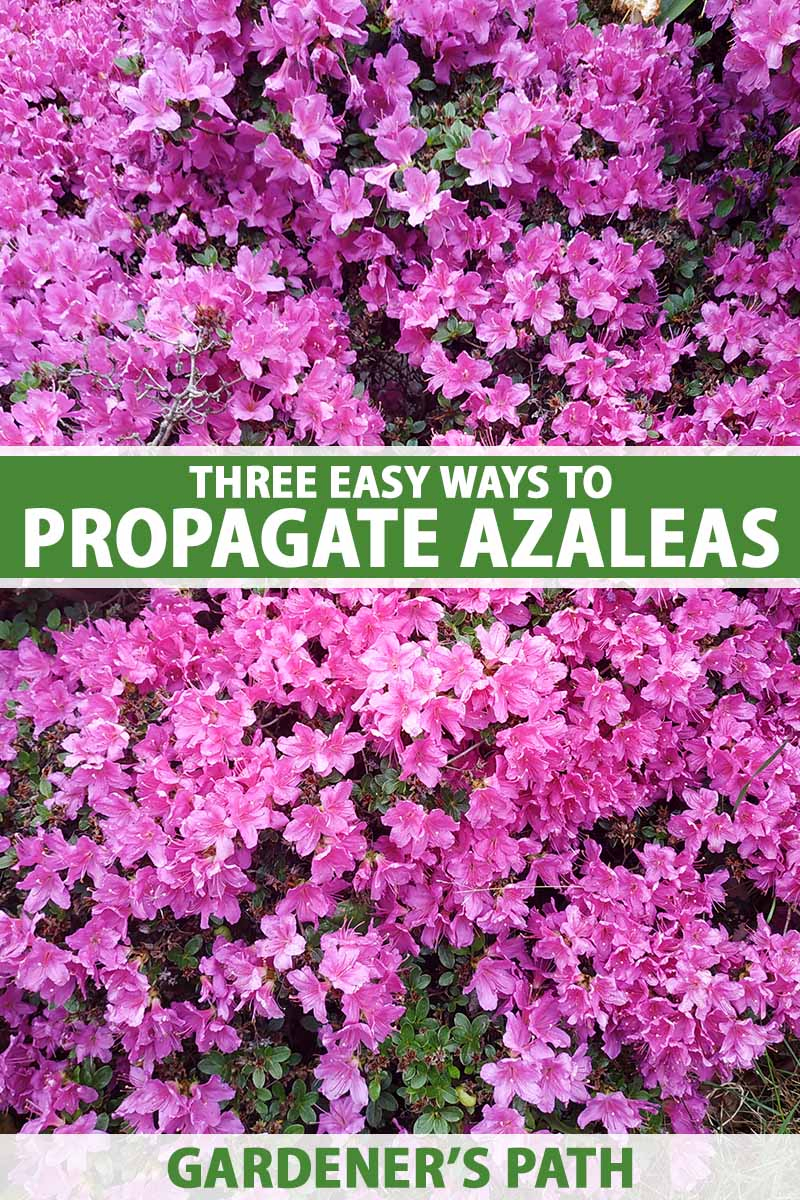A close up vertical image of bright pink azaleas growing in the garden. To the center and bottom of the frame is green and white printed text.