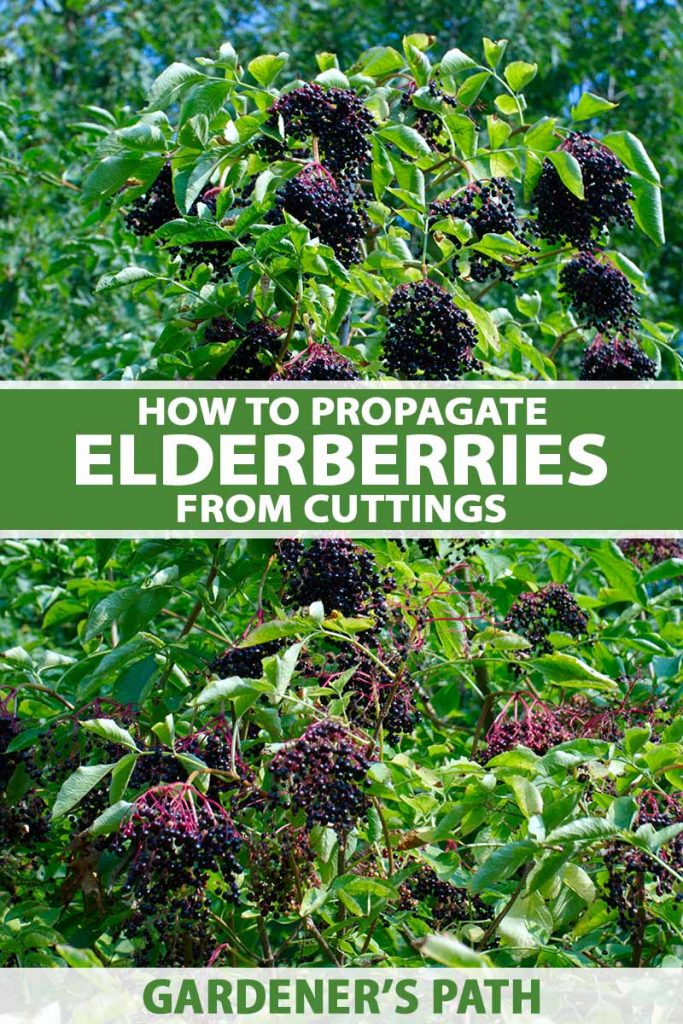 Elderberry Cuttings *7*
