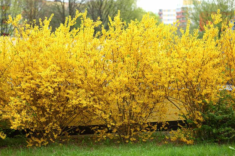 A close up horizontal image of a forsythia hedge in full bloom in the spring garden, pictured on a soft focus background.