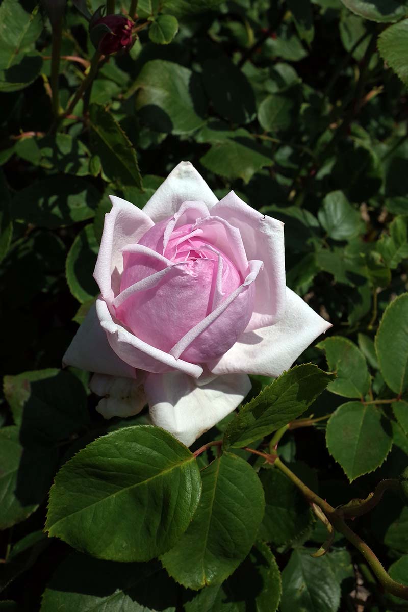 A close up vertical image of a delicate pink hybrid tea rose growing in the garden pictured in light sunshine with foliage in soft focus in the background.