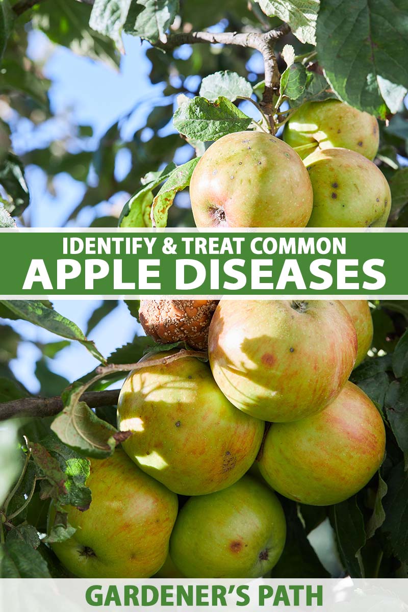 A close up vertical image of apples growing in the garden suffering from disease, with one of them completely rotten, pictured in light sunshine with blue sky in the background. To the center and bottom of the frame is green and white printed text.