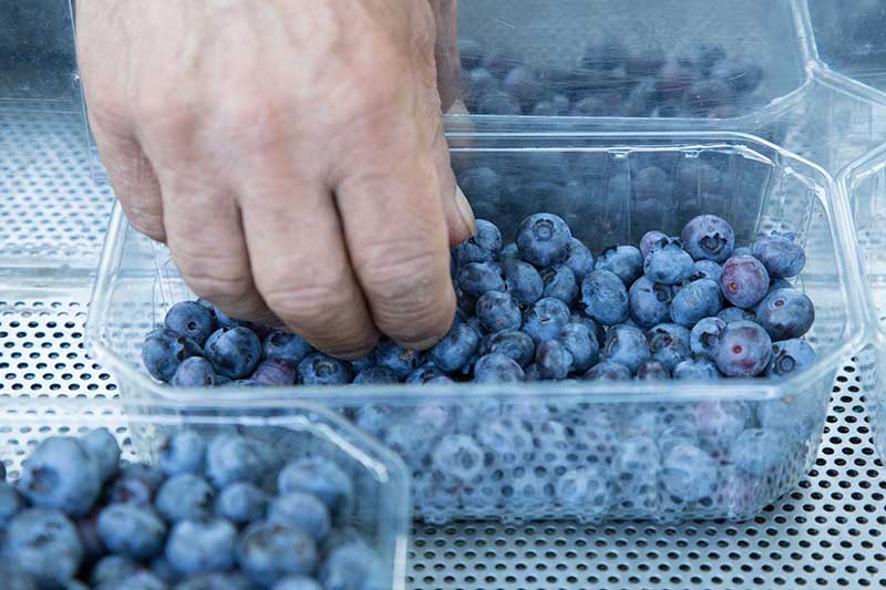 A close up horizontal image of a hand from the top of the frame inspecting ripe fruits in a small plastic container.