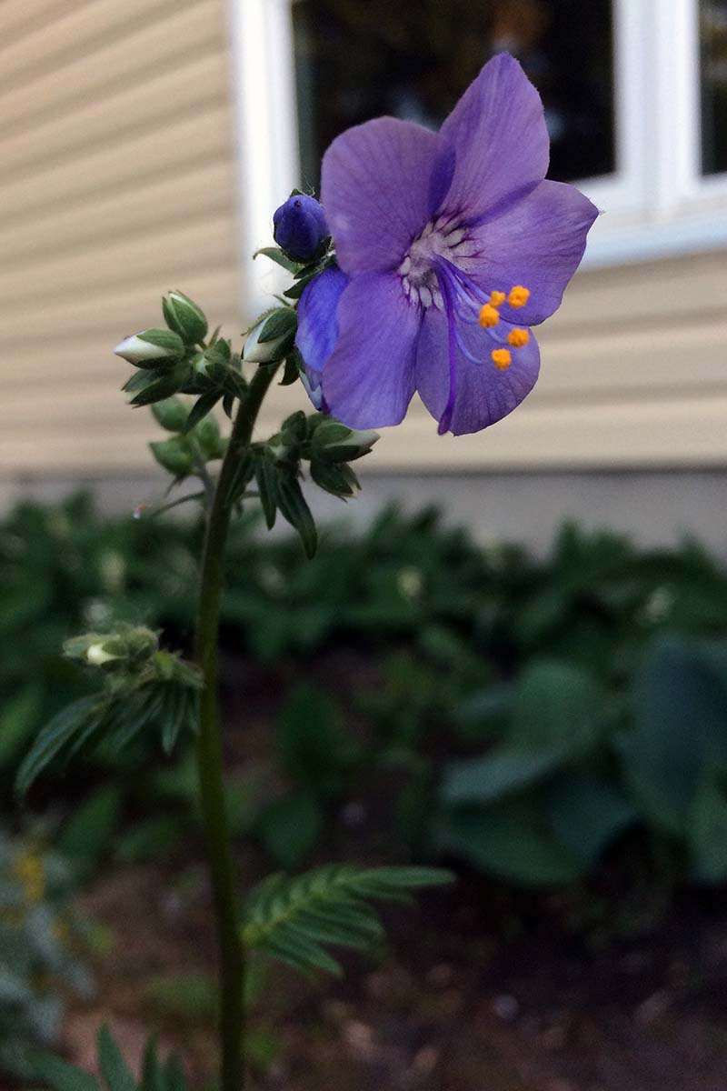A close up vertical image of a Jacob's Ladder flower growing outside a residence.