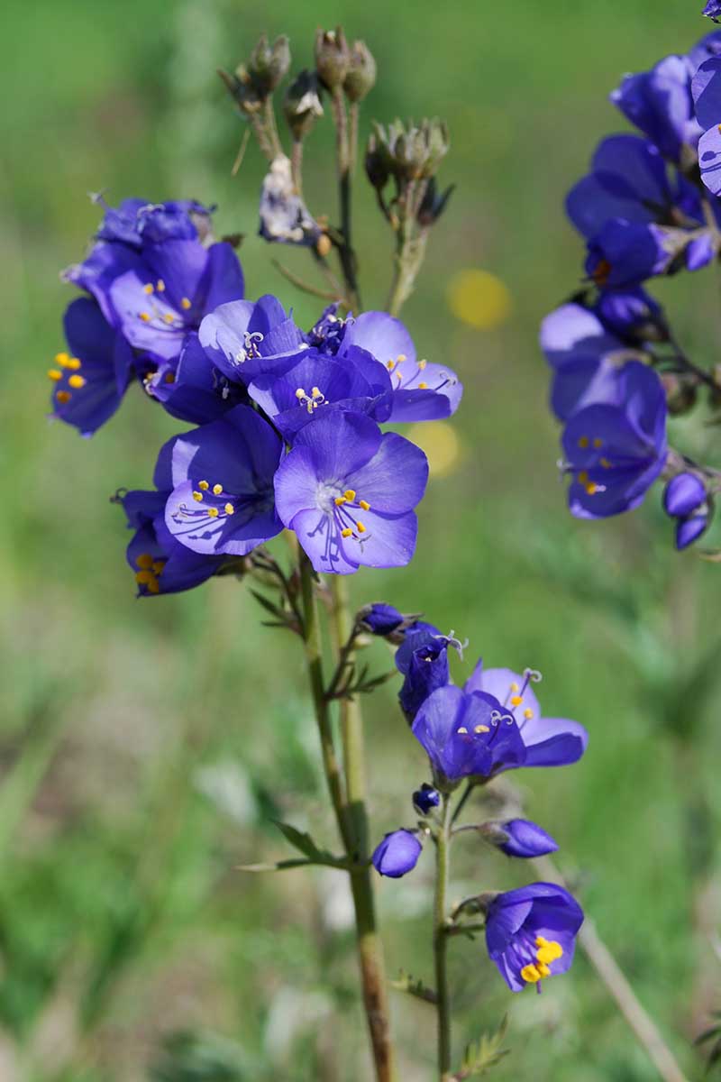 A close up vertical image of bright blue Polemonium flowers growing in the garden pictured in bright sunshine on a soft focus background.