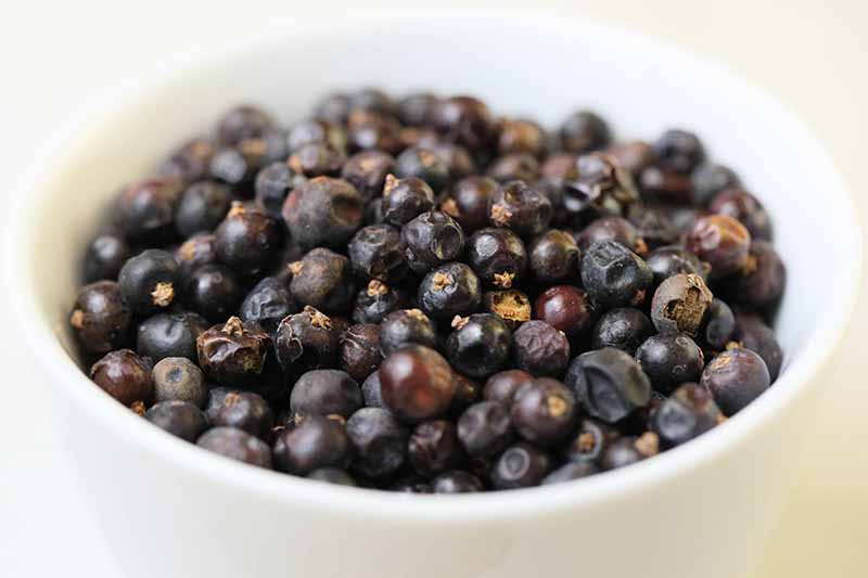 A close up horizontal image of a white bowl filled with juniper berries on a soft focus background.