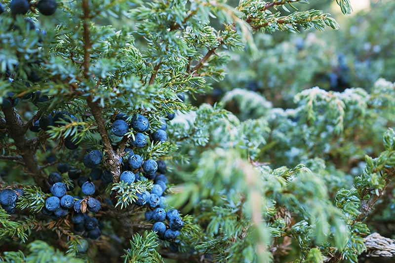 A close up horizontal image of berries growing on a Juniperus shrub covered in light frost.