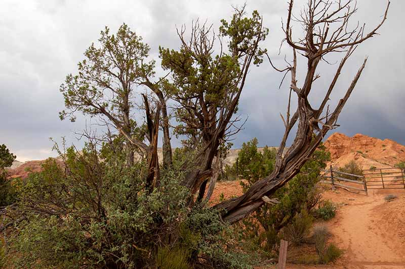A close up horizontal image of a juniper tree growing at Chimney Rock with gathering clouds in the background.