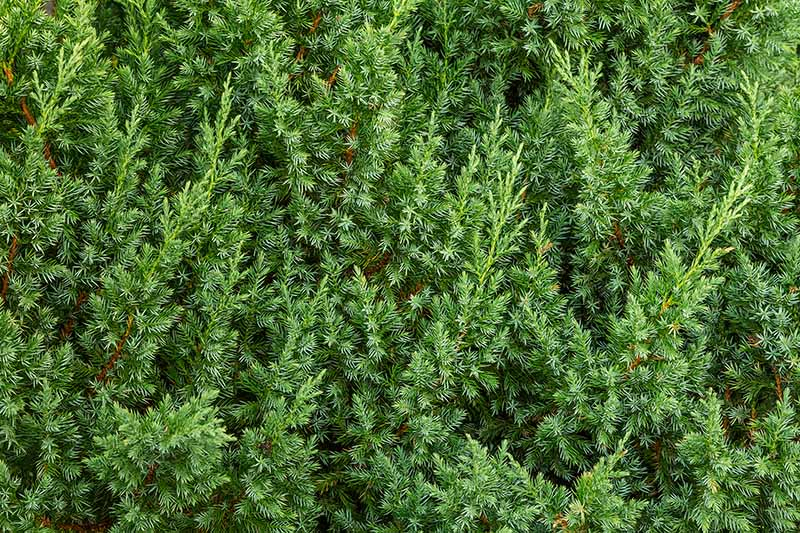 A close up horizontal image of light green juniper foliage.