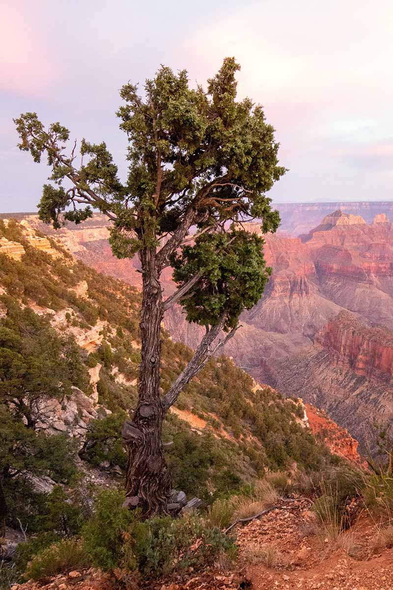 A vertical image of a large juniper tree growing at the Grand Canyon.