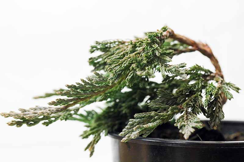 A close up horizontal image of a juniper shrub that has been trained to grow as a bonsai isolated on a white background.