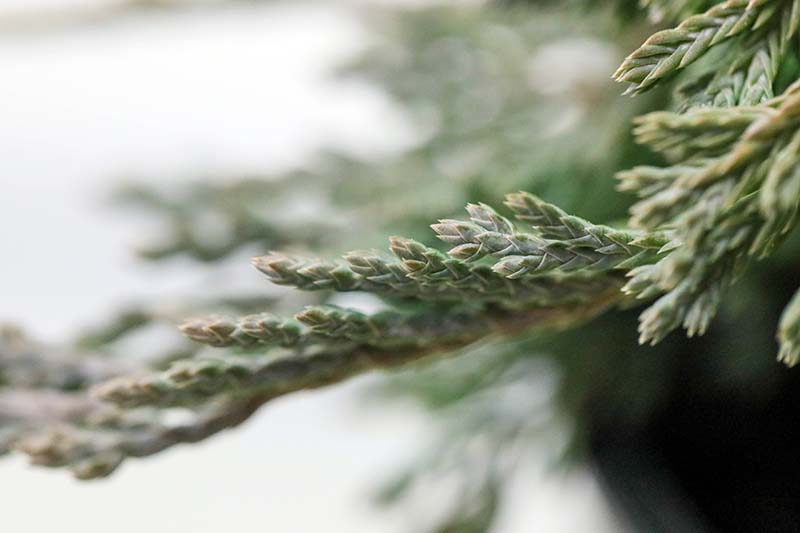 A close up horizontal image of foliage suffering from scale pictured on a soft focus background.