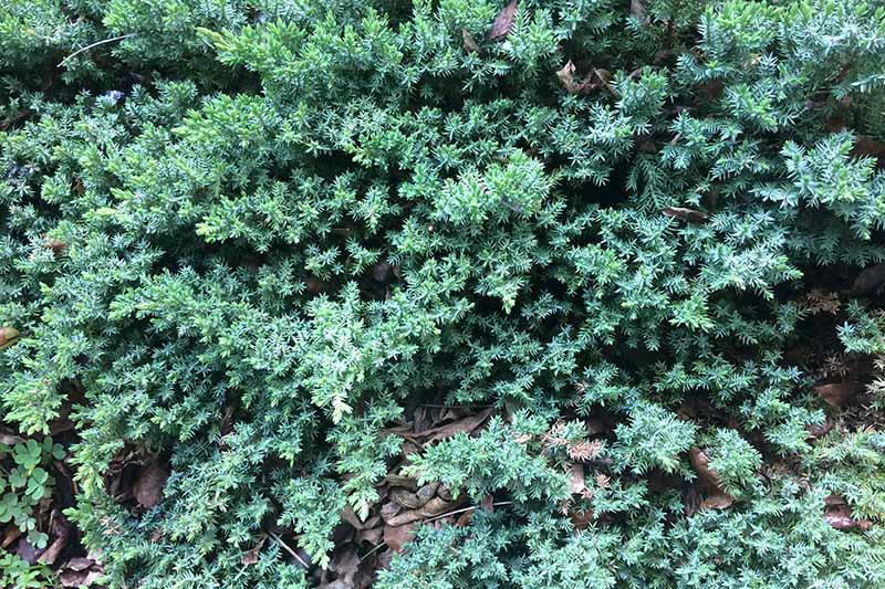 A close up horizontal image of Juniperus horizontalis foliage.