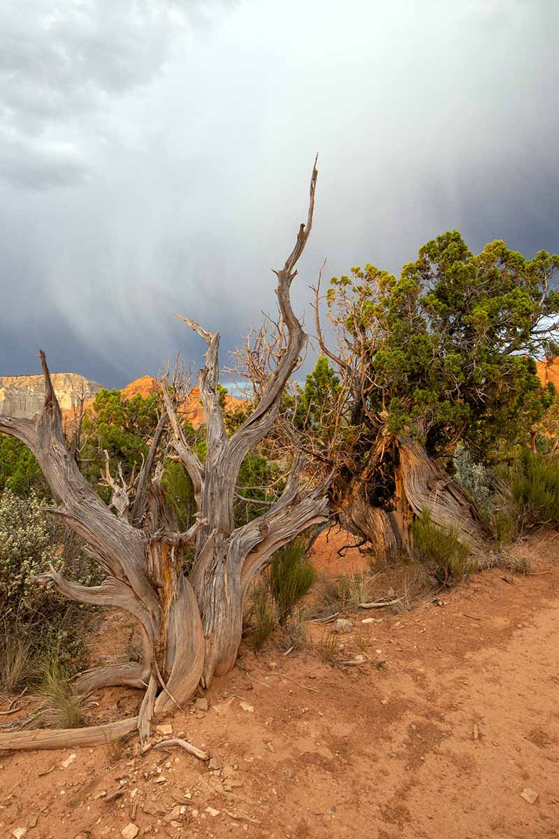 A vertical image of a large Juniperus osteosperma growing wild with clouds in the background.