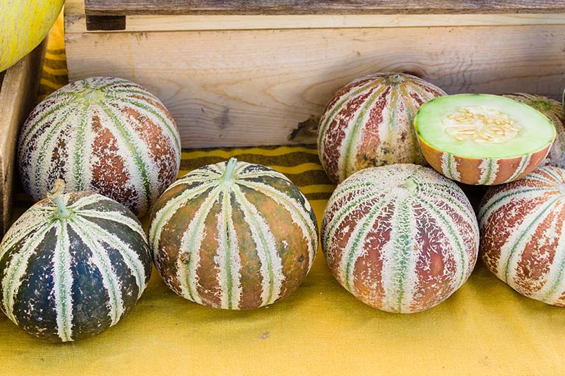 A close up horizontal image of whole and sliced kajari melons at a farmers markket.