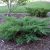 How to Plant and Grow Juniper | Gardener’s Path