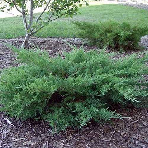 A close up square image of a garden bed planted with Juniperus 'Kallays Compact' surrounded by mulch with lawn in the background.