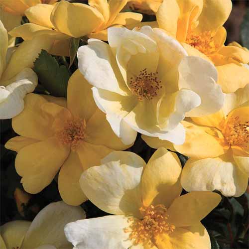 A close up square image of yellow Knock Out flowers pictured in bright sunshine.