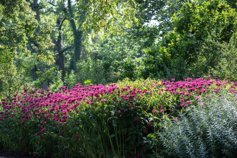 Is Bee Balm Invasive? Learn How to Control Monarda