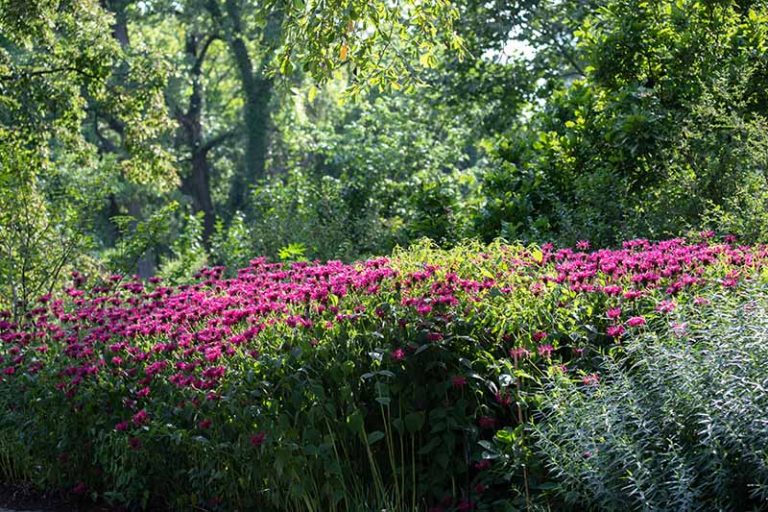 Is Bee Balm Invasive? How to Control Monarda | Gardener’s Path