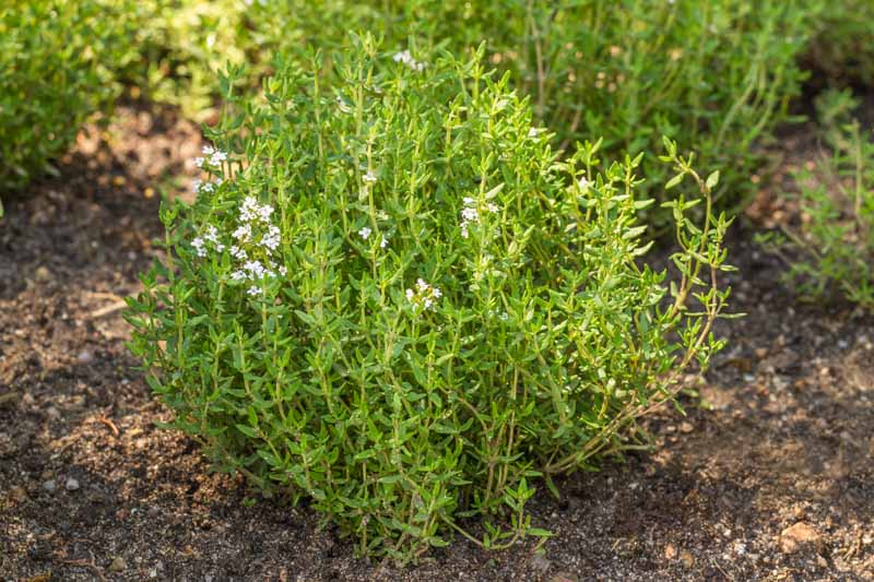 A close up horizontal image of a small thyme bush growing in a garden border pictured in light filtered sunshine.