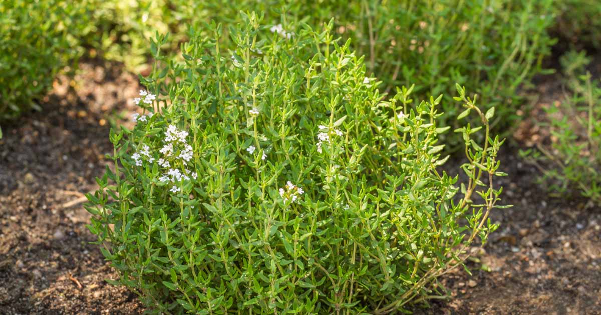 How to Grow and Care for Common Thyme | Gardener's Path