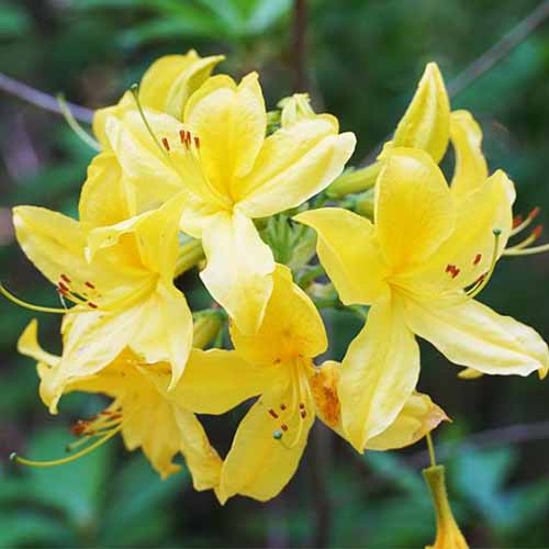 A close up square image of yellow ‘Lemon Lights’ azalea growing in the garden pictured on a soft focus background.