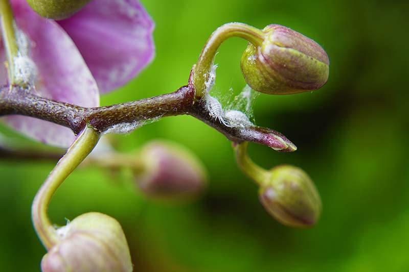 A close up horizontal image of mealybugs infesting the flower buds of an orchid plant pictured on a green background.