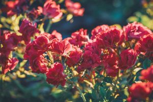 Rose Classification and the Best Types for Your Garden