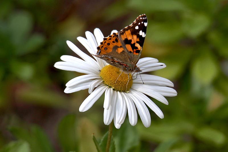 A close up horizontal image of a white daisy flower with a painted lady butterfly perched on the center pictured on a soft focus background.